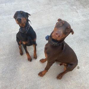 Meet your Posher, Warren